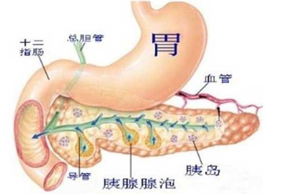 胰岛功能有恢复正常的可能吗,胰脏在哪里 结构图-图1