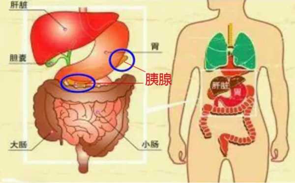 胰岛功能有恢复正常的可能吗,胰脏在哪里 结构图-图2