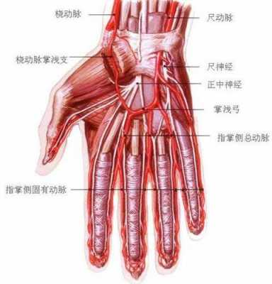 手腕的动脉在哪里（手腕的动脉在哪里 越具体越好）-图1