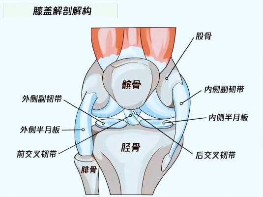 膝盖韧带在哪里（膝盖韧带在哪里）-图1