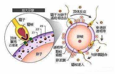 精子在哪里和卵子结合（人类的精子卵子是如何结合的）-图3