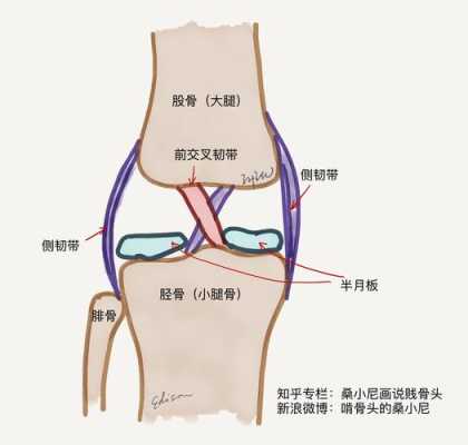 十字韧带断裂选什么韧带重建,十字韧带在哪里图片-图2