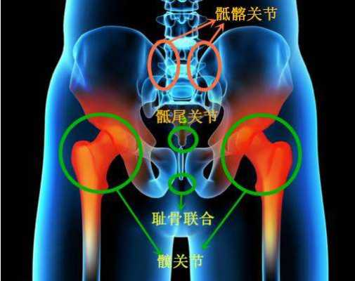 什么是髋关节？髋关节在什么位置,大胯是哪里啊-图2