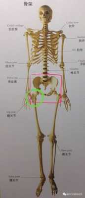 什么是髋关节？髋关节在什么位置,大胯是哪里啊-图1