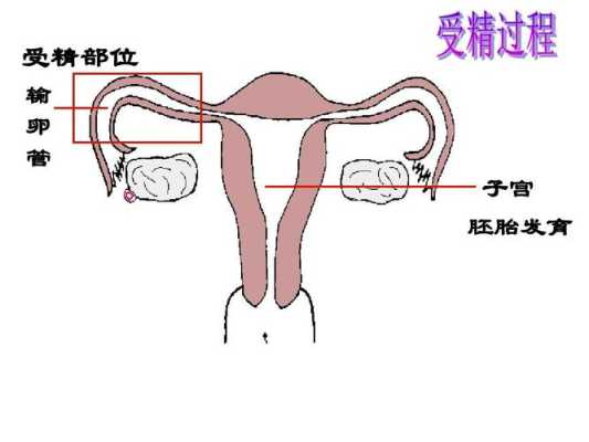 人受哪里（人的受精部位在哪）-图2