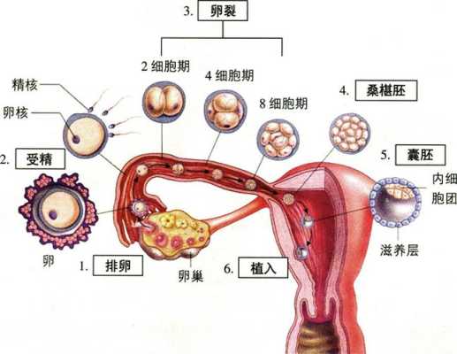 人受哪里（人的受精部位在哪）-图3