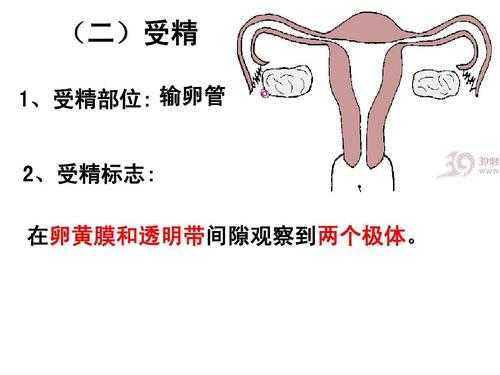 人受哪里（人的受精部位在哪）-图1