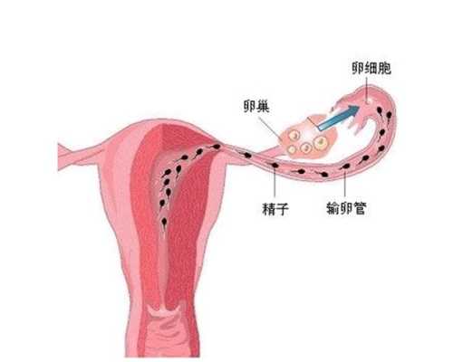 月经过后几天才有卵泡,排卵后卵去哪里了-图2