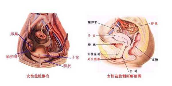 女性盆腔在哪里（女性盆腔在哪里图片）-图3