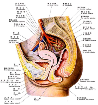 女性盆腔在哪里（女性盆腔在哪里图片）-图1