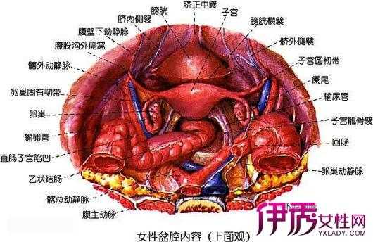 女性盆腔在哪里（女性盆腔在哪里图片）-图2