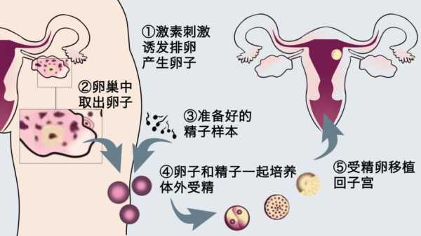 精子卵子在哪里相遇-图1