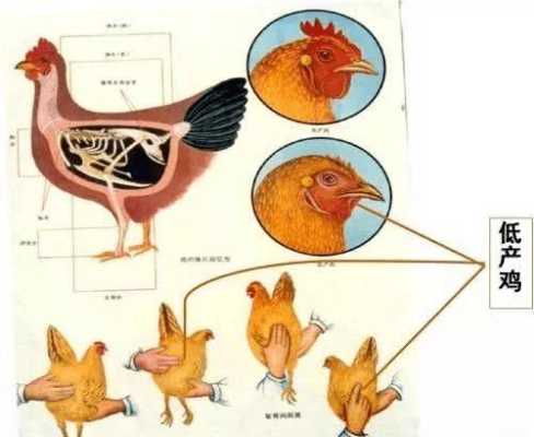 鸡从哪里下蛋（鸡从哪里下蛋）-图2