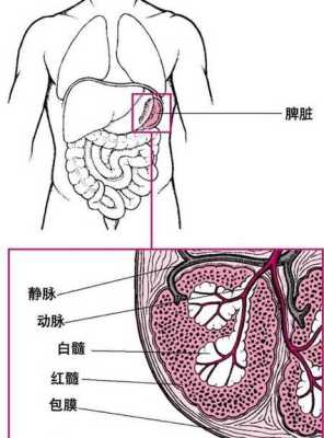 人的脾在哪里（人的脾在哪里）-图3