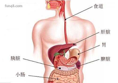 女性肝在哪里（女性肝在哪里位置图片）-图3