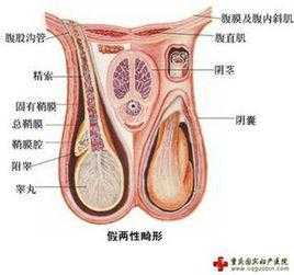 外生殖器包括哪些,-图2