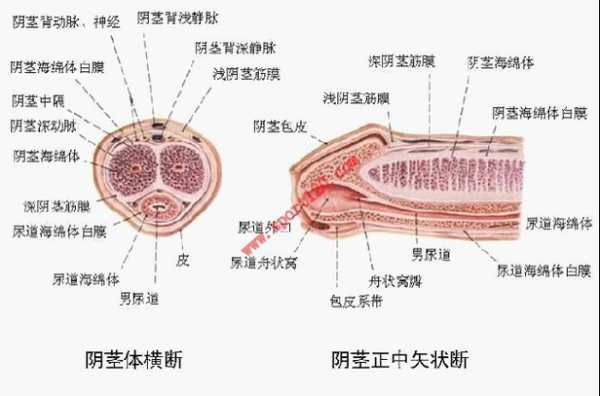 外生殖器包括哪些,-图3