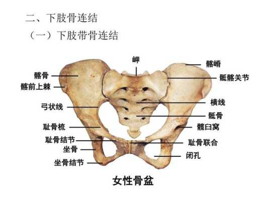 坐骨结节间径正常是多少,坐骨结节在哪里图片-图2