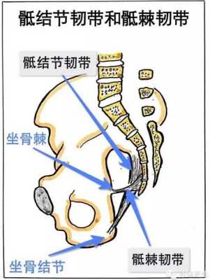 坐骨结节间径正常是多少,坐骨结节在哪里图片-图1