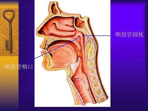 咽鼓管是哪里（咽鼓管是哪里的结构）-图2