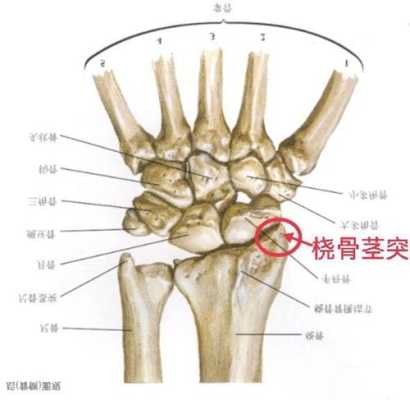 桡骨在哪了,桡骨茎突在哪里图片-图1