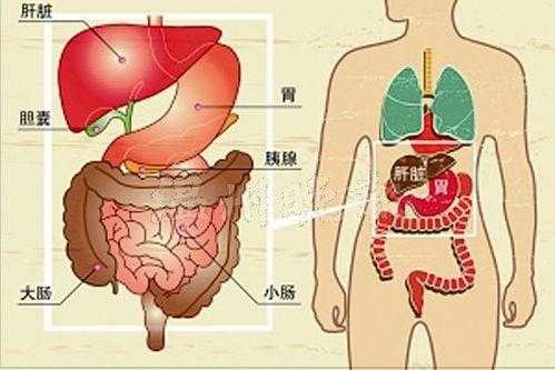 胰腺的位置在哪里,哪里是胰腺部位-图2