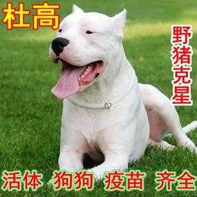 杜高猎犬哪有卖？价格多少,哪里有卖杜高犬的-图2