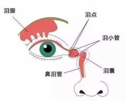 眼睛出眼屎是否是肝火引起的,眼睛有眼屎是哪个部位上火-图3