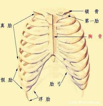 第三根肋骨在哪里（第三根肋骨在哪里）-图1