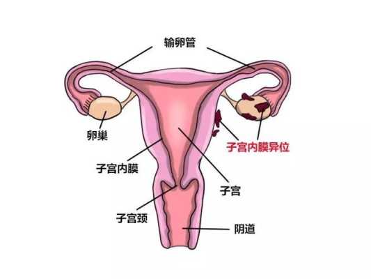 女性的子宫在哪里（女性的子宫在哪里）-图1