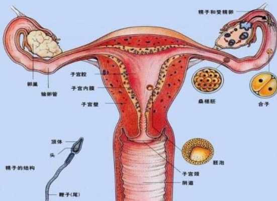 女性的子宫在哪里（女性的子宫在哪里）-图2