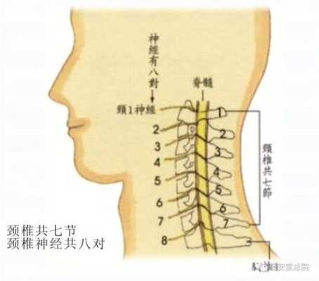 颈椎疼是哪里疼图片（颈椎34567压迫硬膜囊什么表现）-图3