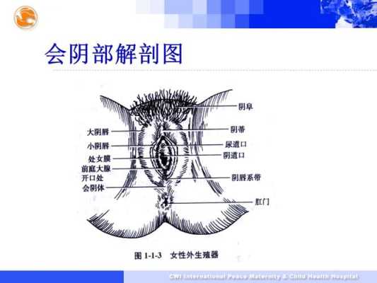 会阴哪里（会阴哪里）-图1