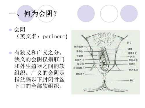 会阴哪里（会阴哪里）-图3