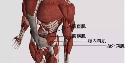 仰卧起坐练哪里的肌肉（仰卧起坐练哪里的肌肉图片）-图2