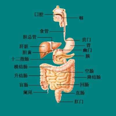 胃在人体的哪里（胃在人体的哪里图片）-图1