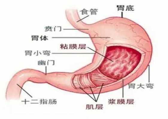 胃不好的人，手上会出现“三处变色，两处异常”，指的是什么,人的胃在哪里图片大全-图3