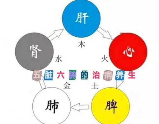 中医里，五脏对应五行，肺对应什么,人的肺部在哪里图片-图1