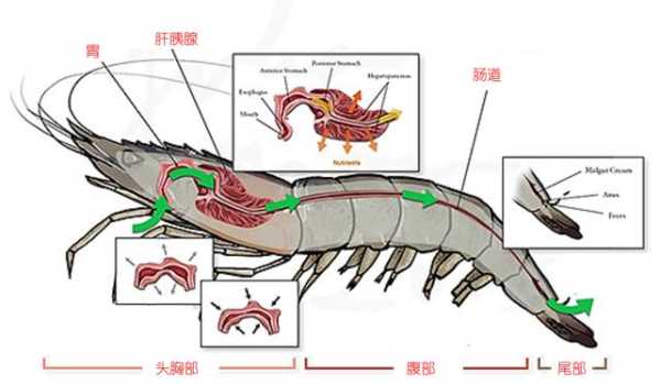 虾的心脏在哪里（虾的心脏在哪里）-图2