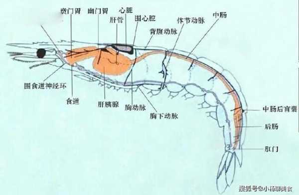 虾的心脏在哪里（虾的心脏在哪里）-图1