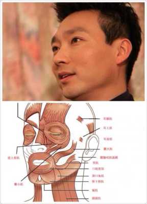 颧肌在哪里（如何提升自己的普通话水平）-图2