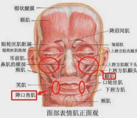 颧肌在哪里（如何提升自己的普通话水平）-图1