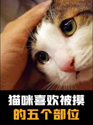 猫喜欢人摸它哪里（猫喜欢人摸它哪里图片）-图2