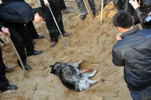 狗死后去哪了,狗狗死后会去哪里道教-图1