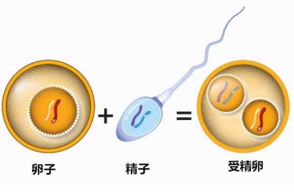 卵子在哪里等精子-图2