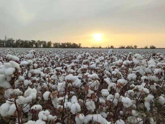 中国国内除了新疆棉花，还有哪里的棉花较好？较优质,棉花哪里好国外-图2