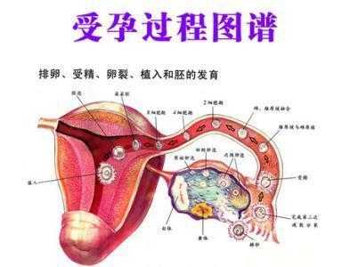 卵子排出后去了哪里（卵子成熟后多久排出）-图2