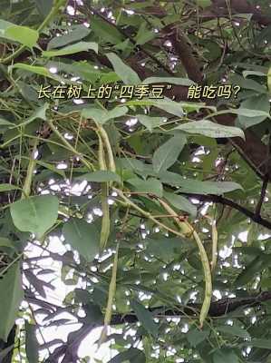 树豆哪里买（树豆在哪里能买到）-图3