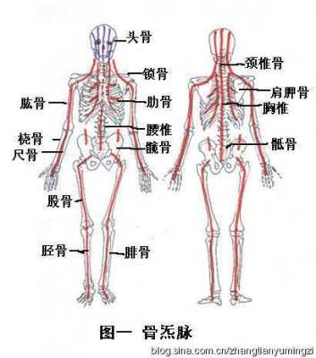 玄骨是哪里（玄骨是哪个部位）-图2