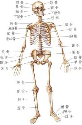 玄骨是哪里（玄骨是哪个部位）-图1